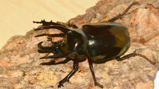 Dreihornkäfer (04).jpg